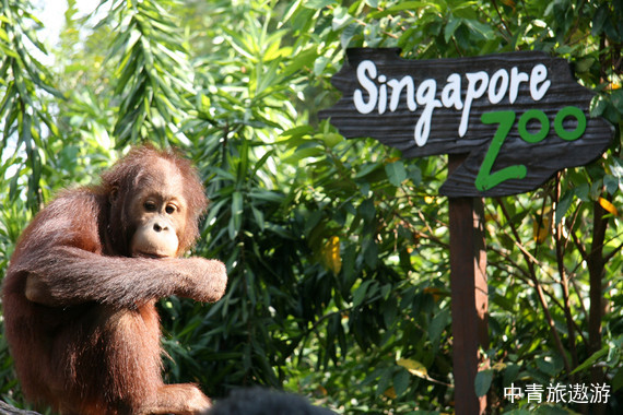 【新加坡】5晚6/7天 親子之旅【環(huán)球影城丨夜間動物園丨飛禽公園丨國立大學(xué)】 