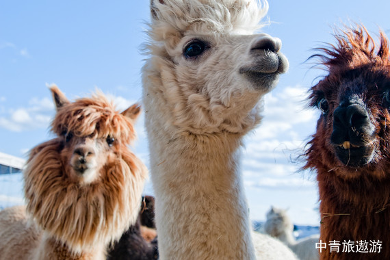 【南美地圖 記憶漫游】文化遺產(chǎn) 深度體驗(yàn) 智利+秘魯兩國(guó)16日游