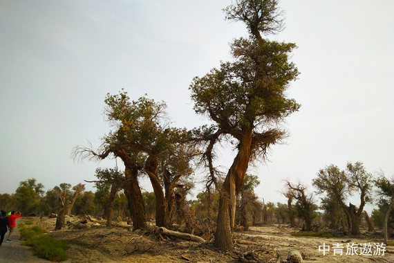【新疆】小V新疆•南疆全景 10日【天山胜利隧道丨罗布人村寨丨双峡谷丨库车丨和田丨沙漠公路丨喀什丨慕士塔格冰川公园丨盘龙古道丨帕米尔高原】