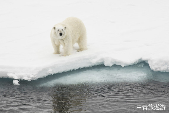 【北极秘境 动物王国】宏迪斯号 北极邮轮环斯瓦尔巴群岛15-24日游【精选航班 9晚10天环斯瓦尔巴深度探索 载客170 资深探险队】