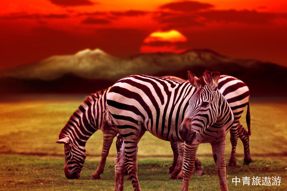 【春节】《睿游东非 ●一生一次●七大奇境环游》肯尼亚奢享狂野12日游【含阿布戴尔含肯尼亚山+内罗毕国际五星+1晚顶奢费尔蒙+树顶酒店】