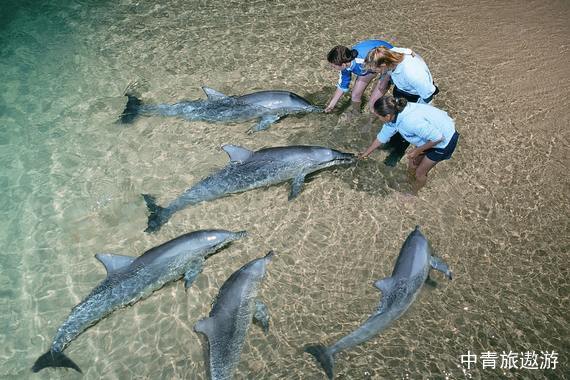 【大洋洲】澳大利亚9日 【悉尼+墨尔本+黄金海岸+海豚岛+歌剧院入内|考拉合影|喂野生海豚|网红小火车|企鹅归巢|悉尼大学+墨尔本大学】