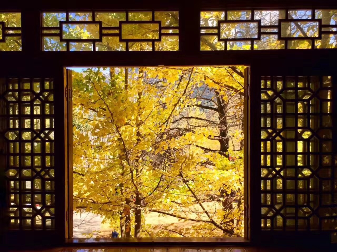 【遨游摄影】云南冬樱花－银杏林之恋摄影10日游【摄影团/古城/古镇/冬樱花/】