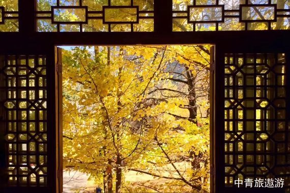 【遨游摄影】云南冬樱花－银杏林之恋摄影10日游【摄影团/古城/古镇/冬樱花/】