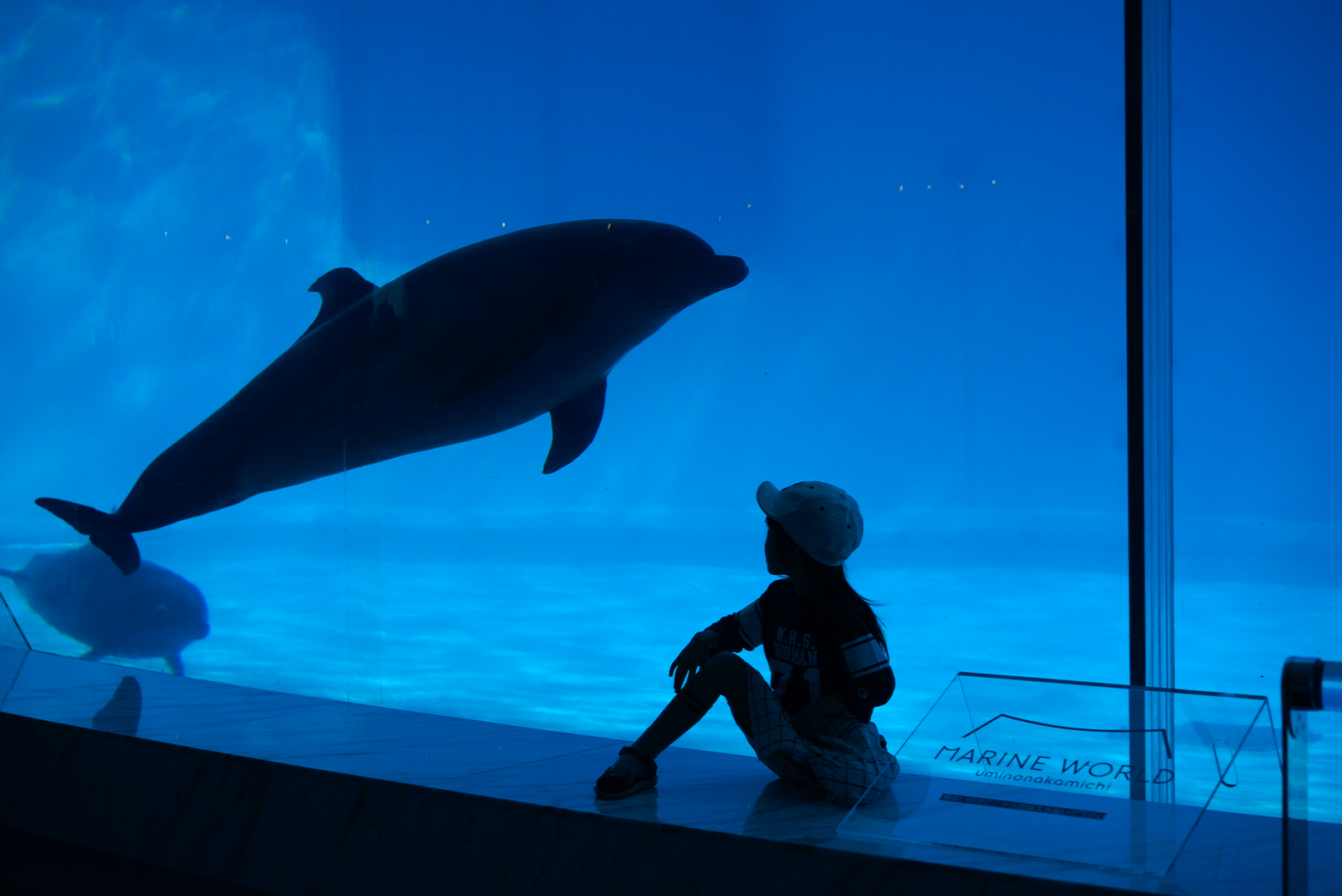 【HIGH玩周末】北京海洋馆奇妙夜2日游