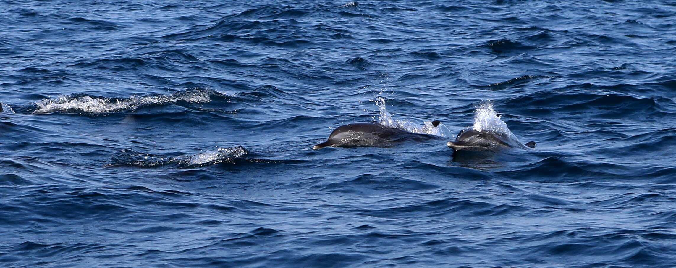 【山東】威海高鐵4日游【威海丨榮成丨那香海丨劉公島丨海驢島丨海洋牧場】