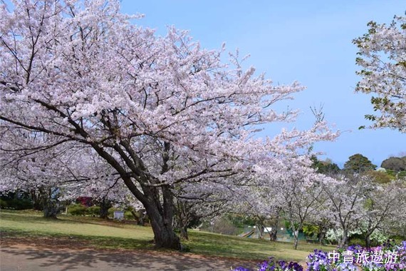 【日韩】爱达邮轮•魔都号-中国首艘国产大邮型‬轮 6日游【首创5G邮轮，随时随地分享精彩旅程】