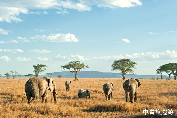 【迁徙季】肯尼亚+坦桑尼亚12天 阿鲁沙|塔兰吉雷|恩戈罗|塞伦盖蒂|马赛马拉|纳库鲁|纳瓦沙