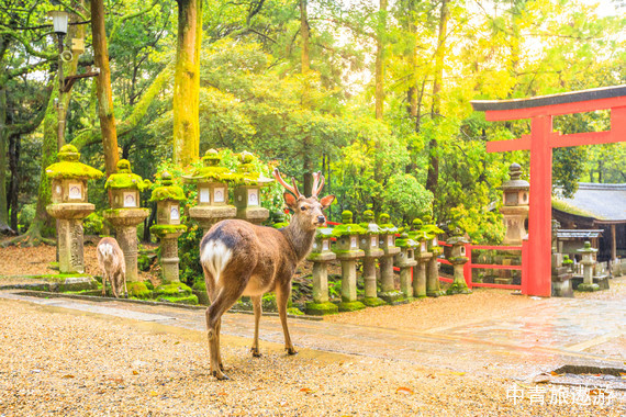 【亞洲】日本關(guān)西大阪+神戶(hù)+奈良+京都+白濱7日游【大阪世博園|奈良公園|祗園|大阪城公園|三段壁|千疊敷|白良濱|心齋橋道頓堀】