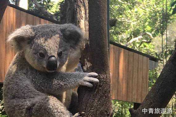 【大洋洲】澳新南北岛13日【纯玩无购物】悉尼歌剧院入内|天堂农庄|皇后镇|库克山国家公园|毛利文化村