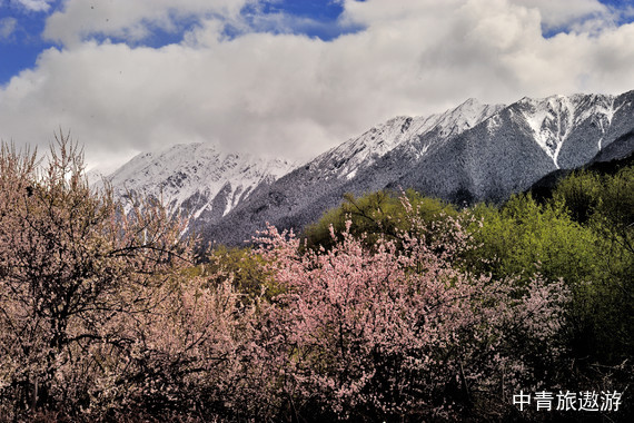 【耀西藏 桃花盛宴】藏东秘境+三大桃林+两大圣湖+米堆冰川8日慢品赏花之旅【巴松措+大峡谷+鲁朗+波密+然乌湖+冰川+布宫+大昭寺+羊湖】