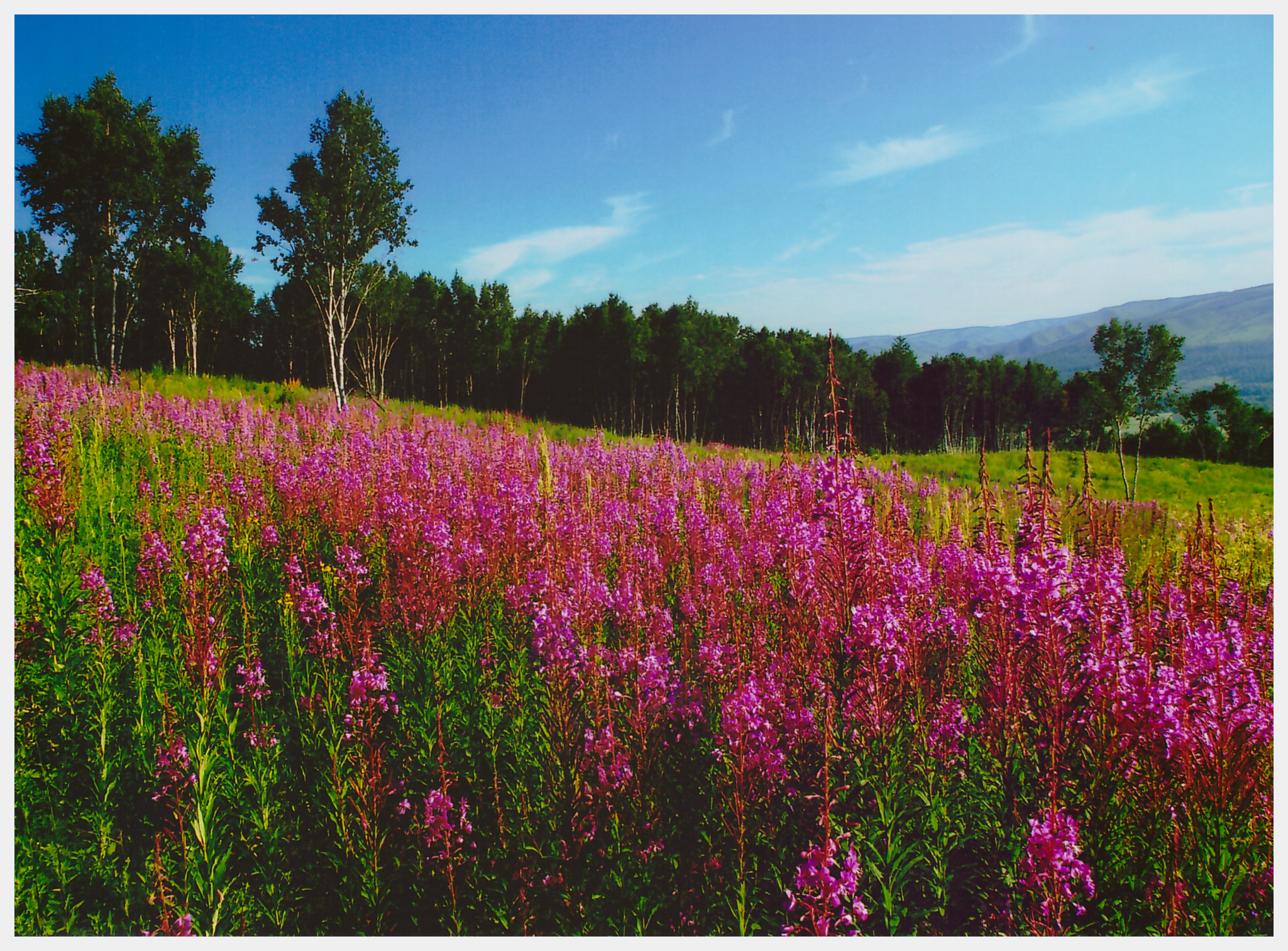 【内蒙专列】呼伦贝尔、额尔古纳、海拉尔、满洲里双卧7日游【硬卧四人包厢、直达阿尔山、景区VIP通道、湿地、草原、网红186、入国门、呼伦湖】