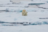 【极客启程】【北极秘境】庞洛邮轮·星辉号Le Lyrial 斯瓦尔巴群岛13日|探秘北极熊‍的家