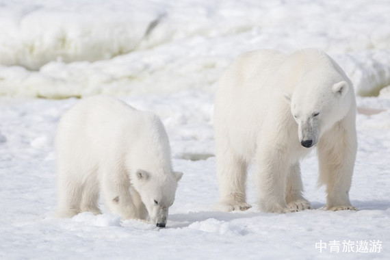 【穿越北极圈】夸克海洋无极 斯瓦尔巴群岛+格陵兰岛+冰岛 北极三岛+北欧三国19日游