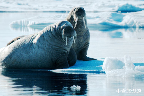 【穿越北极圈】宏迪斯号 斯瓦尔巴+格陵兰+冰岛 北极三岛19日游