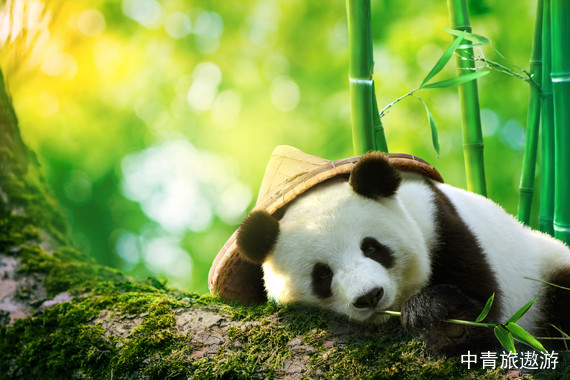 【四川】成都+九寨溝 雙飛5日【都江堰|熊貓樂園|黃龍】